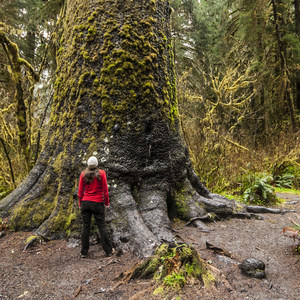 Hoh Rain Forest's Big Sitka Spruce