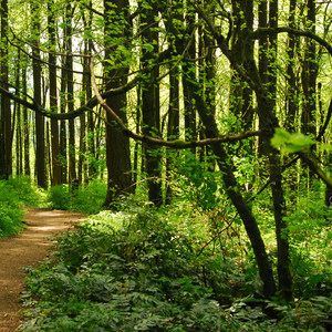 Marquam Nature Park + Trail