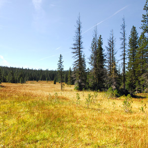Bonney Meadows Forest Camp