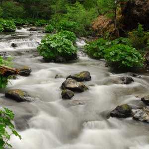 Cabin Creek Campsites