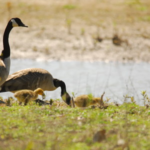 Oaks Bottom Hiking Trails