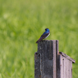 Cougar Bay Nature Preserve