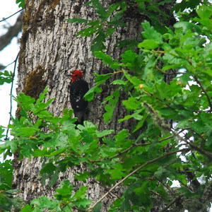 Tualatin River National Wildlife Refuge