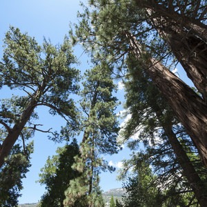 South Fork Campground, Santa Ana River
