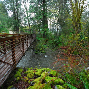 Lake Quinault, Falls Creek Campground