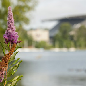 Arboretum Waterfront Trail