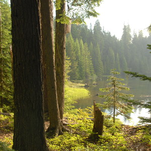 Timothy Lake Loop Trail