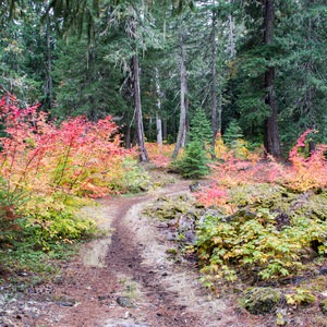 Santiam Wagon Road Trail: McKenzie River Trailhead