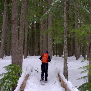 Salt Creek Falls + Diamond Creek Falls Snowshoe