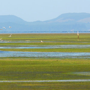Leadbetter Point Loop Hiking Trail