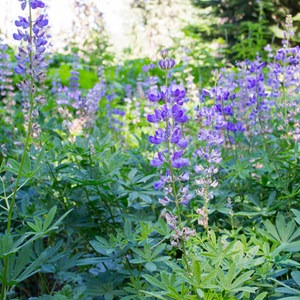 Lowder Mountain via Upper Trailhead