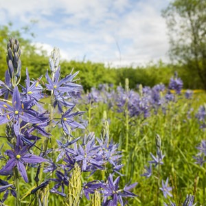 Three Creeks Natural Area