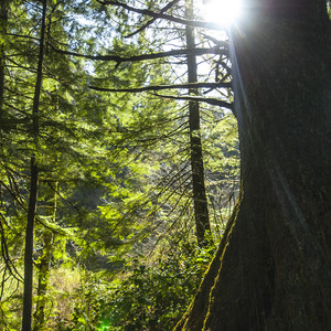 Saving Oregon's State Forests