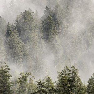 Hoh Rain Forest's Sitka Nature Trail