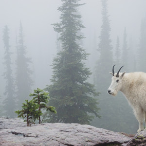 Sperry Trailhead to Sperry Chalet