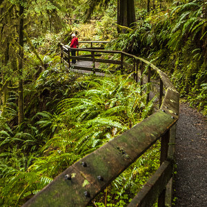 Quinault Rain Forest Nature Trail Loop
