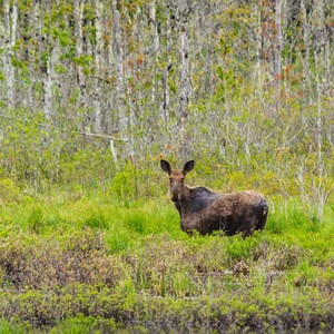 Alice Bemis Thompson Wildlife Sanctuary