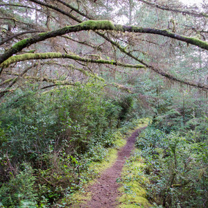 Chief Tsiltcoos Trail