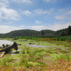 Netul River/South Slough Loop Trail