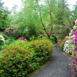 Crystal Springs Rhododendron Garden