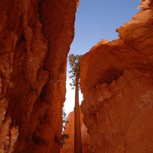 Navajo + Queen's Garden Loop Trail