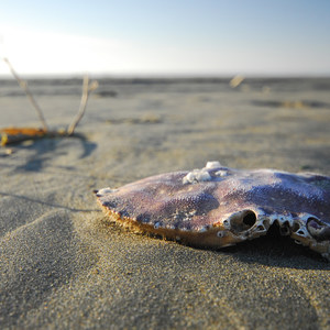 Grayland Beach State Park