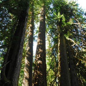 Grove of the Patriarchs