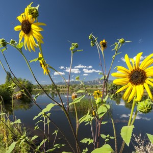 Walden Ponds Wildlife Habitat