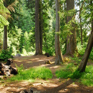 Clackamas River, Upper Campsites