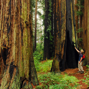 Muir Woods via Deer Park Fire Road