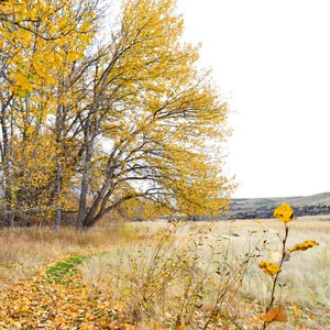 Cowiche Mountain Trail