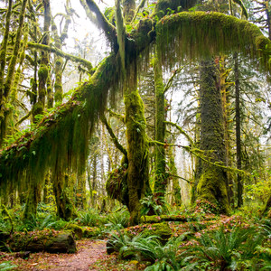 Maple Glade Rain Forest Trail