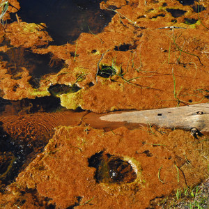 Trail of the Shadows