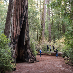 Redwood Hiking Trail
