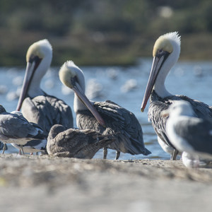 Malibu Lagoon State Beach + Surfrider Beach