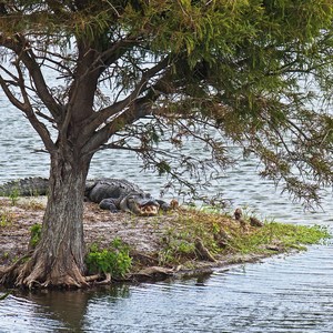 Wakodahatchee Wetlands