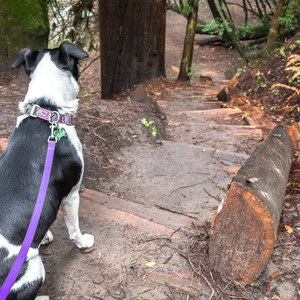 Branciforte Creek Trail Hike