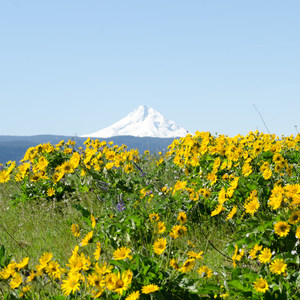 Memaloose Hills Trail