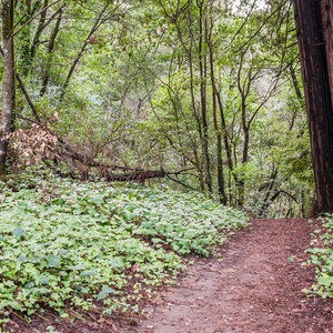 Redwood Lower Loop Hike