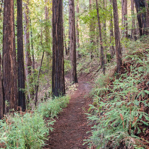 Upper DeLaveaga Loop Hike