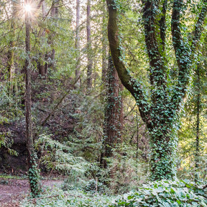 Enchanted Trail Hike