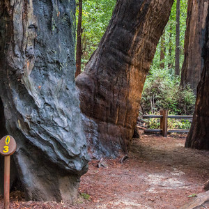 Redwood Grove Loop Hike