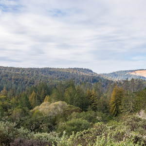 Henry Cowell Redwoods State Park Campground
