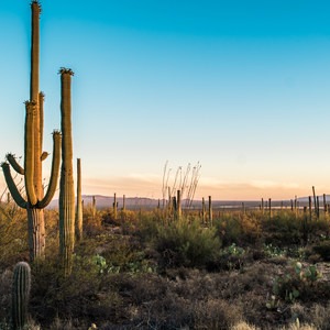 Saguaro National Park