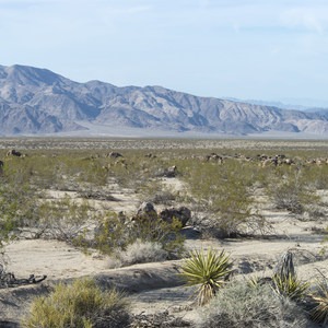 Pinto Basin