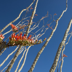 Ocotillo Patch