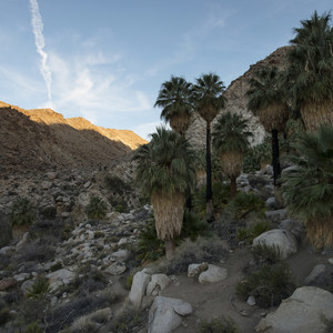 Fortynine Palms Oasis Hike