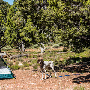 Desert View Campground