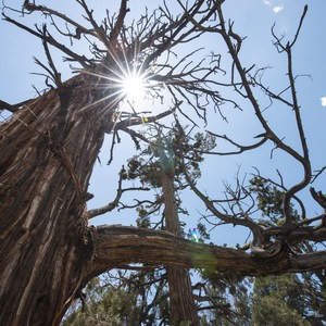 The Woodland Interpretive Trail