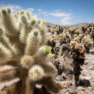 Cholla Cactus Garden
